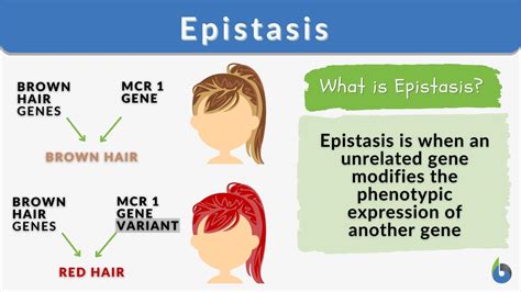 epitasia|epistasis in literature.